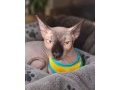 sphynx-small-0