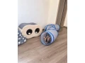 sphynx-small-3