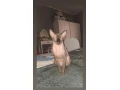 sphynx-small-2