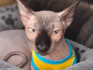 sphynx