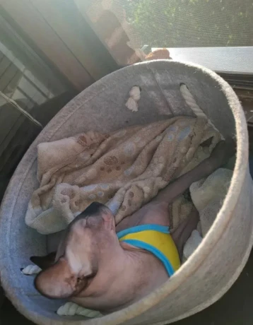 sphynx-big-1