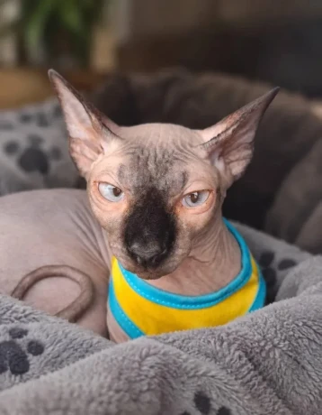 sphynx-big-0