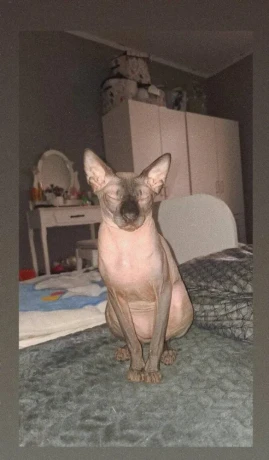 sphynx-big-2