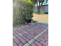 darujem-kocurika-small-0