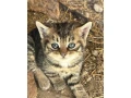 darujeme-maciatko-small-0
