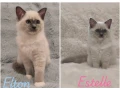 ragdoll-maciatka-s-rodokmenom-kocurik-elton-a-macicka-este-small-0