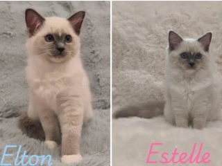 ragdoll-maciatka-s-rodokmenom-kocurik-elton-a-macicka-este