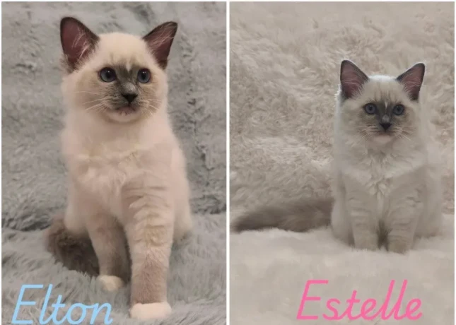 ragdoll-maciatka-s-rodokmenom-kocurik-elton-a-macicka-este-big-0