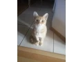 maciatka-small-3