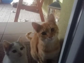 maciatka