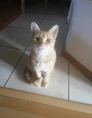 maciatka-big-3