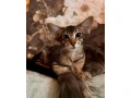 orientalna-dlhosrsta-leonard-small-0