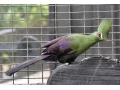 turako-bufoni-small-0