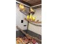 kanariky-small-2