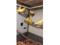 kanariky-small-3