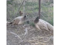 predam-dospelu-chovnu-skupinu-pavov-small-4