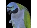 alexander-cinsky-small-0