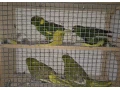 kakariki-zltocely-tohtorocne-odchovy-small-2