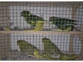 kakariki-zltocely-tohtorocne-odchovy-small-0