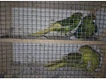 kakariki-zltocely-tohtorocne-odchovy-small-3