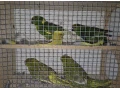 kakariki-zltocely-tohtorocne-odchovy-small-1