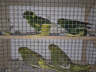 kakariki-zltocely-tohtorocne-odchovy
