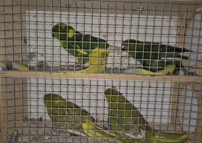 kakariki-zltocely-tohtorocne-odchovy-big-2