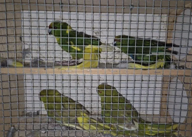 kakariki-zltocely-tohtorocne-odchovy-big-0
