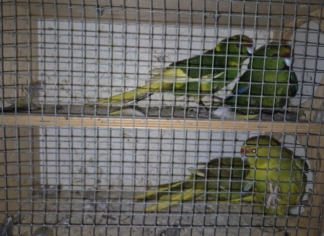 kakariki-zltocely-tohtorocne-odchovy-big-3
