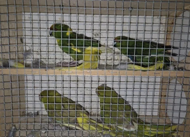 kakariki-zltocely-tohtorocne-odchovy-big-1