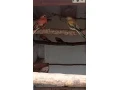 korela-small-3