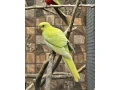 roseli-pestre-pap-kralovsky-zlty-small-3