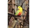 roseli-pestre-pap-kralovsky-zlty-small-1