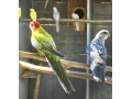 roseli-pestre-pap-kralovsky-zlty-small-4