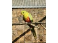 roseli-pestre-pap-kralovsky-zlty-small-2