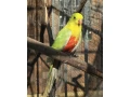 roseli-pestre-pap-kralovsky-zlty-small-0