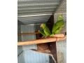 amazonan-zltolici-small-1
