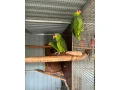 amazonan-zltolici-small-3