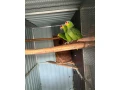 amazonan-zltolici-small-0