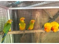 aratinga-slnecna-small-2