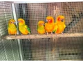 aratinga-slnecna-small-0