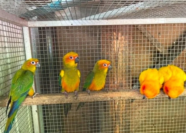 aratinga-slnecna-big-2