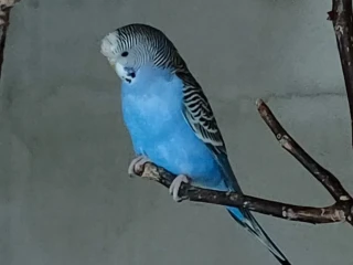 andulky