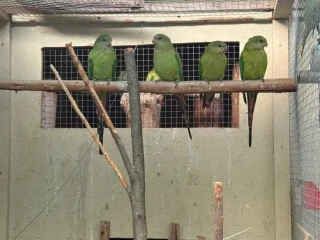 baraband
