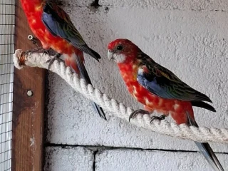 rozela-pestra-cervena