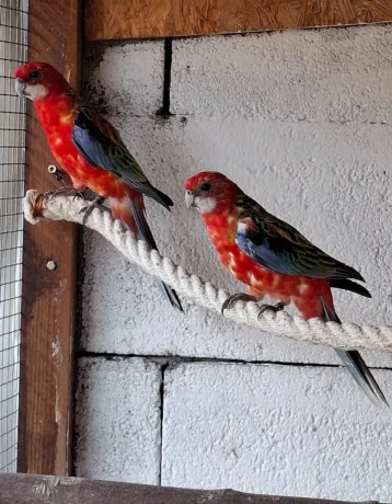rozela-pestra-cervena-big-0