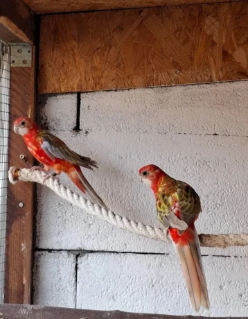 rozela-pestra-cervena-big-3