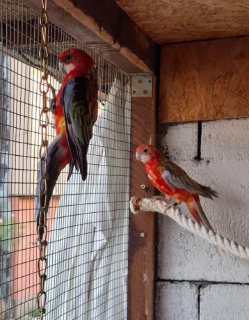 rozela-pestra-cervena-big-2
