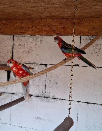 rozela-pestra-cervena-big-4