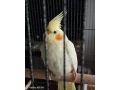 predam-korelu-lutino-small-0
